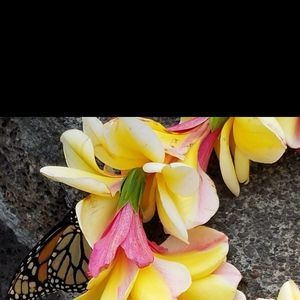 Meet your Posher, Chris todd